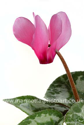 Click to See Next Image