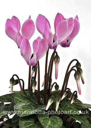 Click to See Next Image