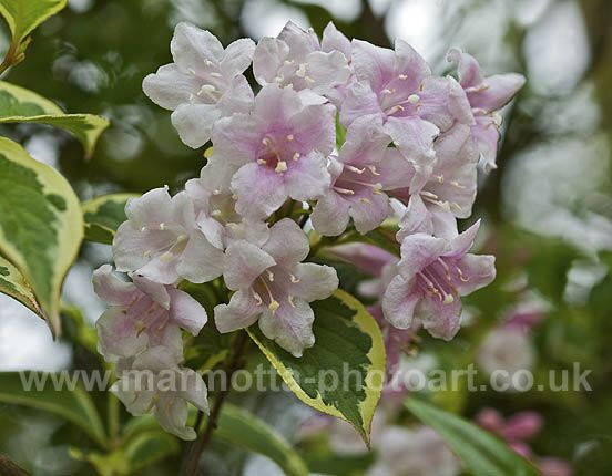 Click to See Next Image