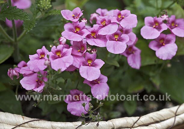 Click to See Next Image