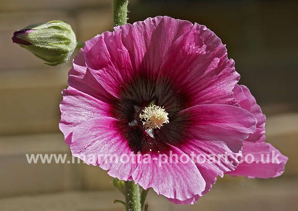 Click to See Next Image