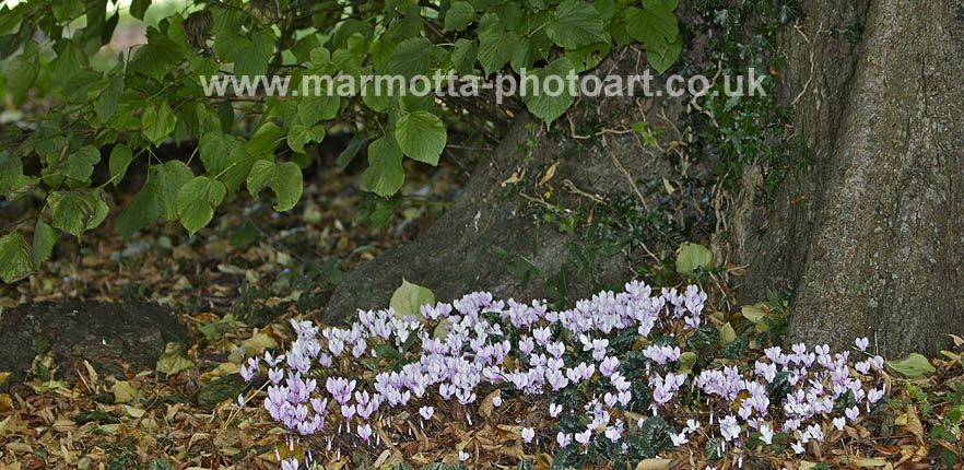 Click to See Next Image