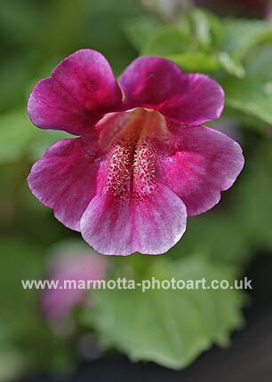 Click to See Next Image