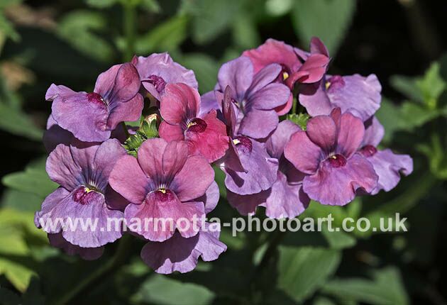 Click to See Next Image