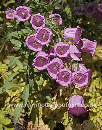 Click to See Next Image