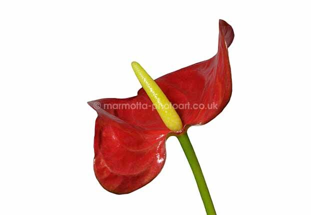 Click to See Next Image