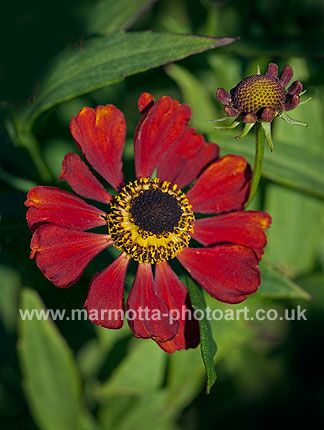 Click to See Next Image