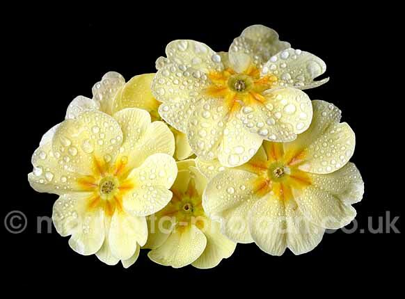 Click to See Next Image