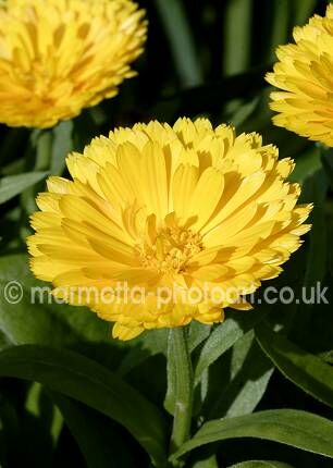 Click to See Next Image