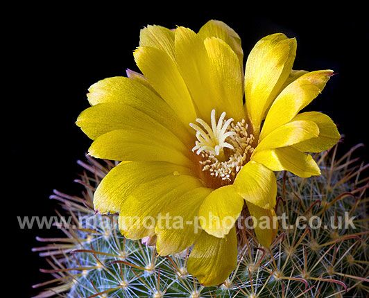 Click to See Next Image