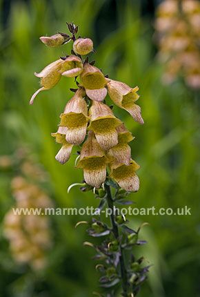 Click to See Next Image