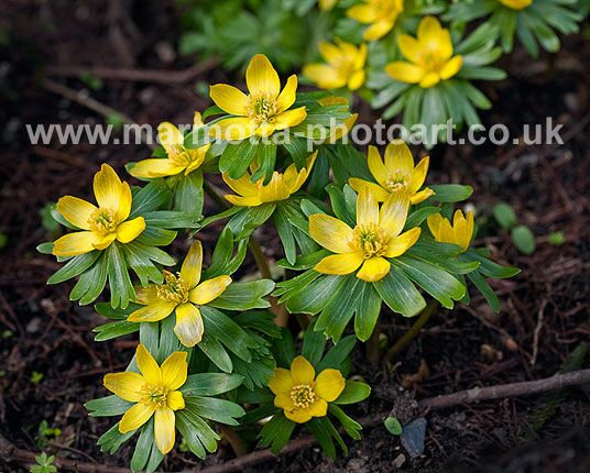 Click to See Next Image