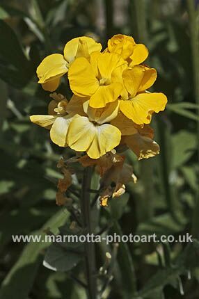 Click to See Next Image