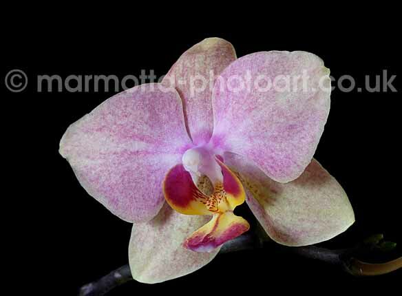 Click to See Next Image