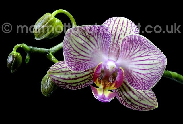 Click to See Next Image