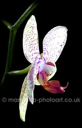 Click to See Next Image