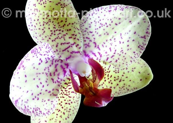 Click to See Next Image