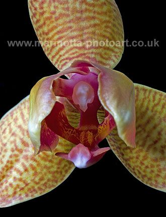 Click to See Next Image