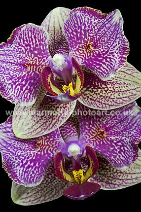 Click to See Next Image