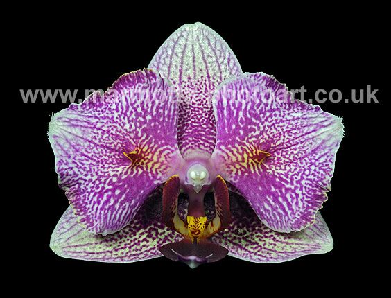 Click to See Next Image