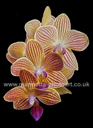 Click to See Next Image