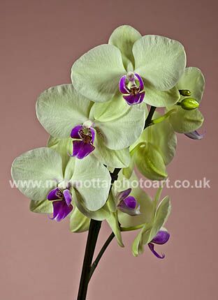 Click to See Next Image