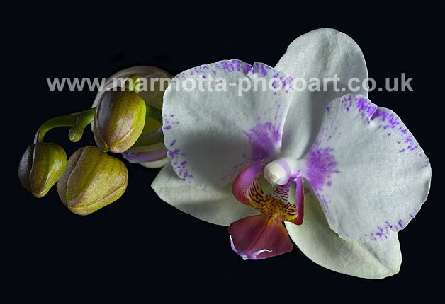 Click to See Next Image