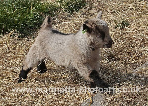 Click to See Next Image