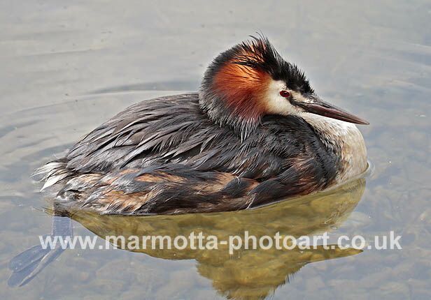 Click to See Next Image