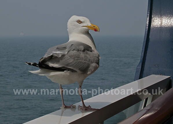 Click to See Next Image