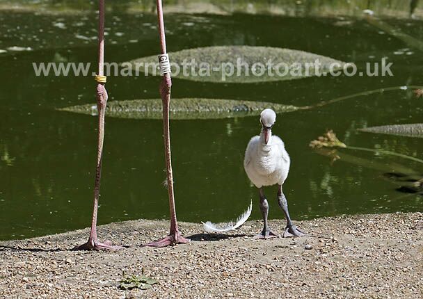 Click to See Next Image