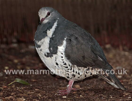 Click to See Next Image