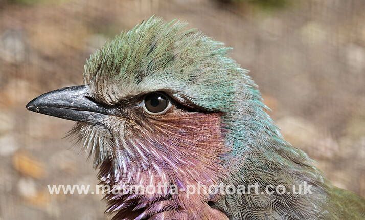 Click to See Next Image