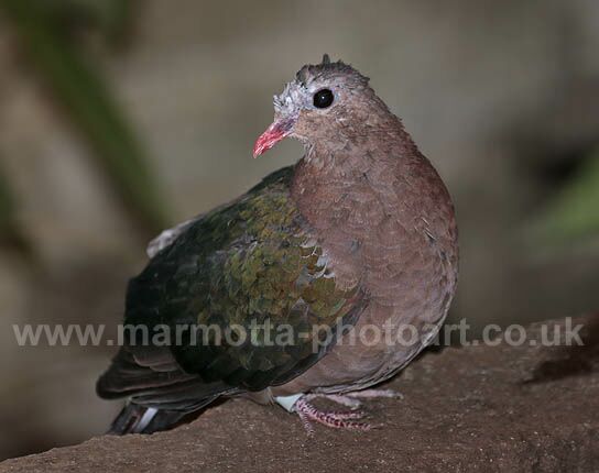 Click to See Next Image