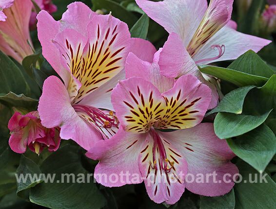 Click to See Next Image