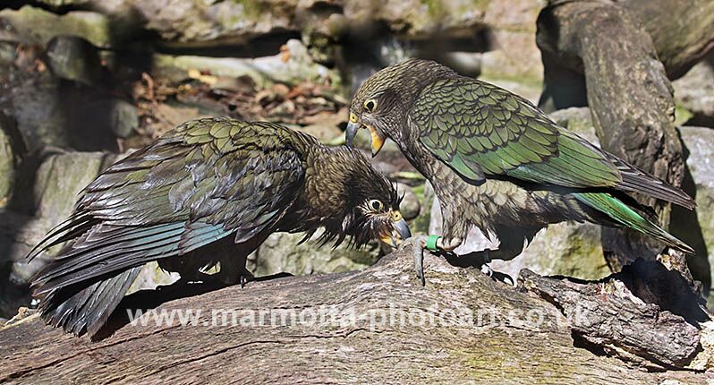 Click to See Next Image