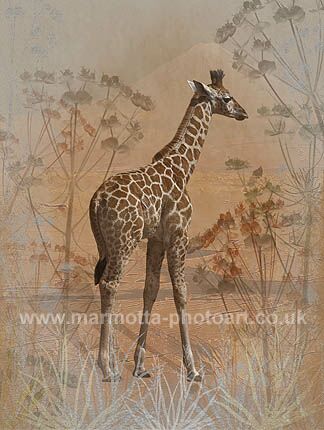 Click to See Next Image