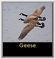 Geese