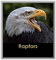 Raptors