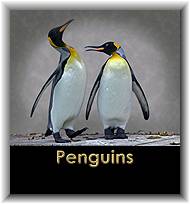 Penguins